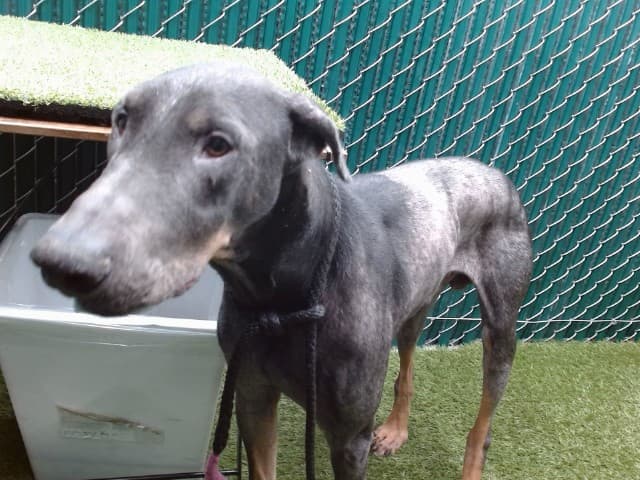 Apollo, a Doberman Pinscher, available for adoption