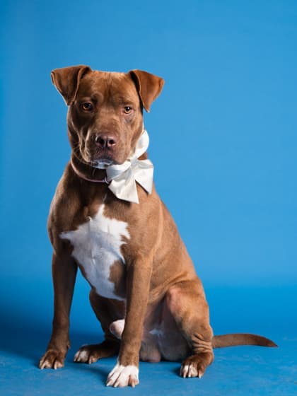 Maxx, a German Shepherd, available for adoption