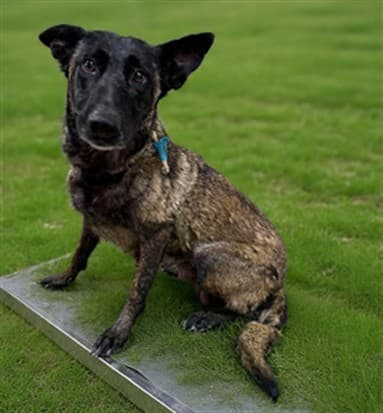 Koyota, a Belgian Shepherd Malinois, available for adoption