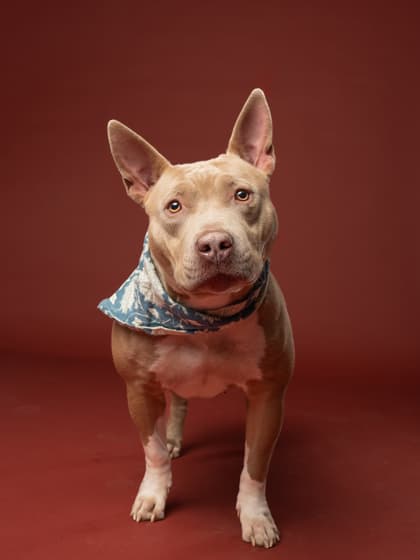 Renegades, a Pit Bull Terrier, available for adoption