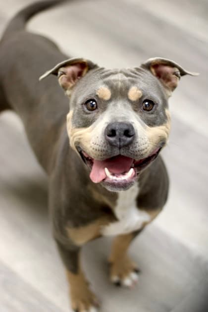 Sable, a Pit Bull Terrier, available for adoption