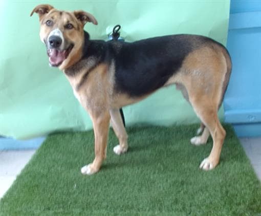 Max, a German Shepherd, available for adoption