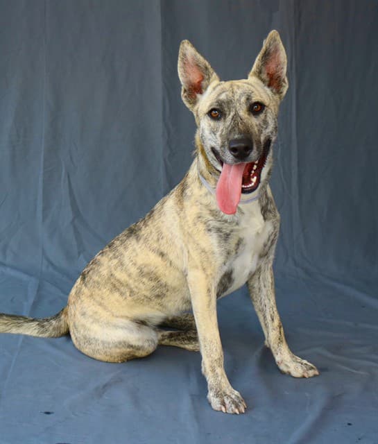 Scout, a German Shepherd, available for adoption