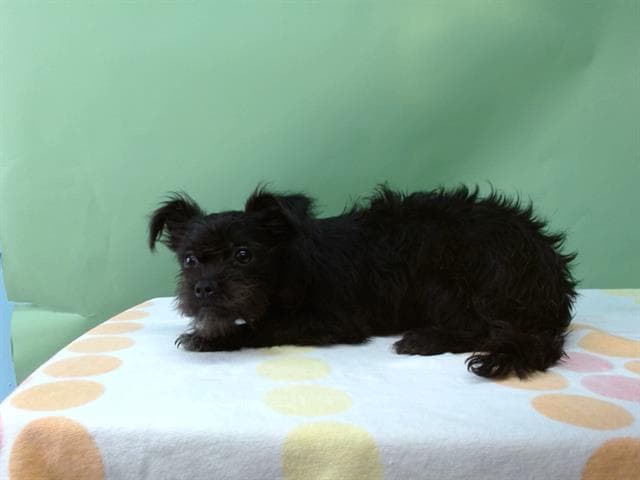 A5738476, a Yorkshire Terrier Yorkie, available for adoption