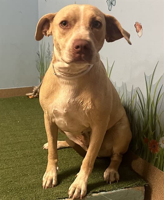 Rubia, a Labrador Retriever, available for adoption