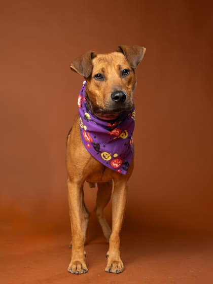 Mumford, a Terrier, available for adoption