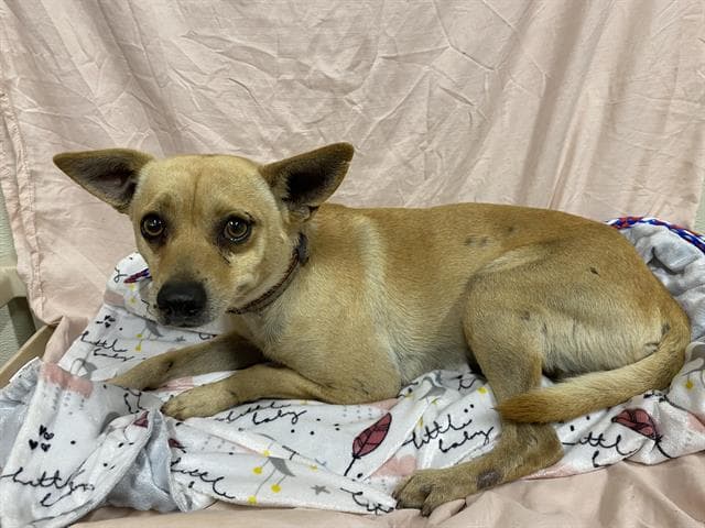 Harold, a Chihuahua, available for adoption