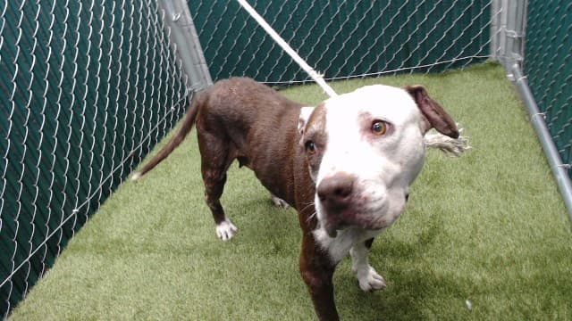 Fatu, a Pit Bull Terrier, available for adoption