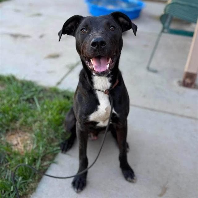 Hanson, a Pit Bull Terrier, available for adoption