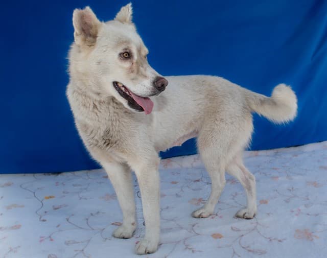 Macchi, a Alaskan Malamute, available for adoption