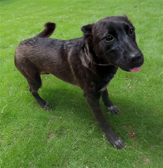 Alexie, a Australian Cattle Dog/Blue Heeler, available for adoption
