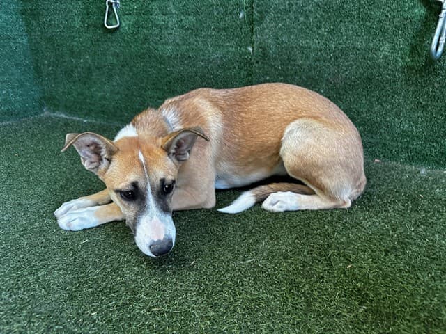 Chanel, a German Shepherd, available for adoption