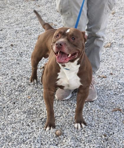 Big Mac, a Pit Bull Terrier, available for adoption