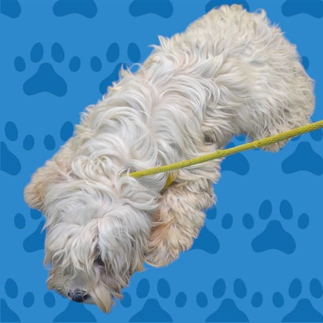 A5740846, a Shih Tzu, available for adoption