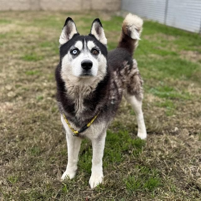 Rio, a Siberian Husky, available for adoption