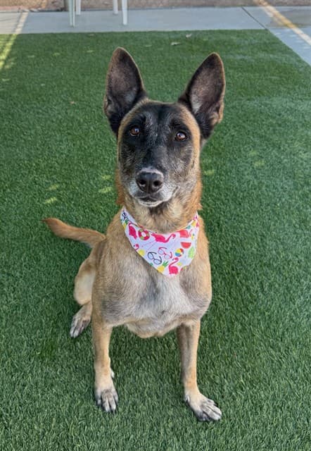 Mabel, a Belgian Shepherd Malinois, available for adoption