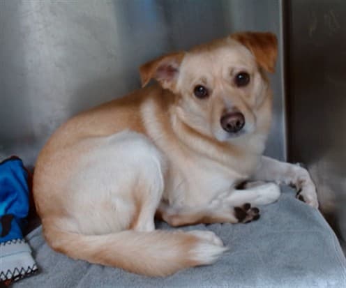 Chubbsy'S, a Australian Kelpie, available for adoption