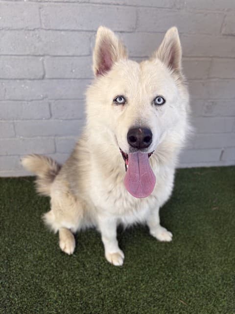 Clyde, a Alaskan Malamute, available for adoption