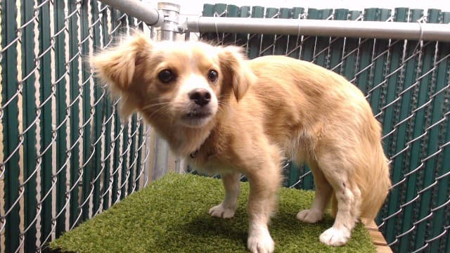 Mcbride, a Terrier, available for adoption