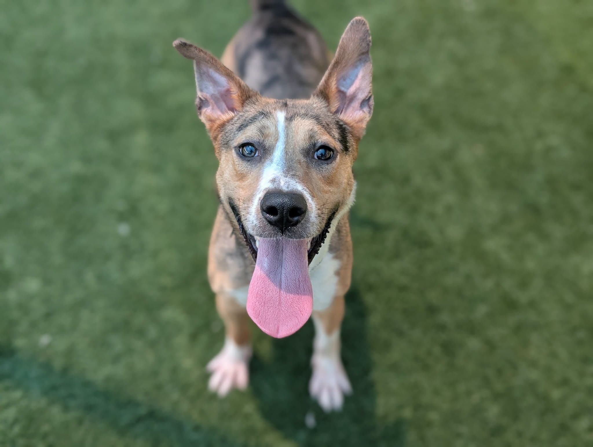 Milo, a Australian Cattle Dog/Blue Heeler, available for adoption