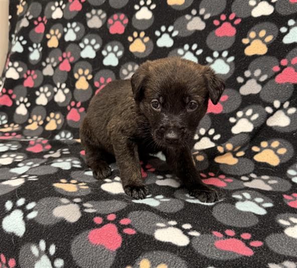 Animal, a German Shepherd, available for adoption