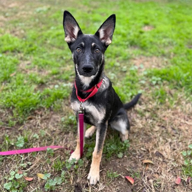 Dori, a German Shepherd, available for adoption