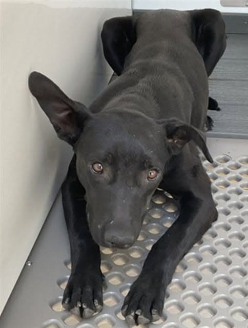 Sombra, a Labrador Retriever (mix breed), available for adoption