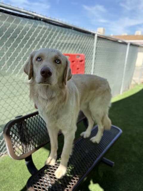 Leo, a Golden Retriever, available for adoption