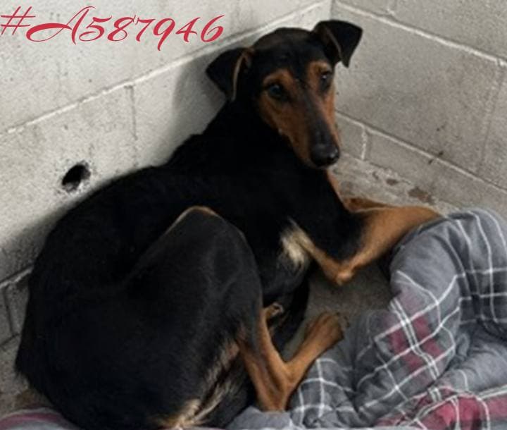 A587946, a Doberman Pinscher, available for adoption