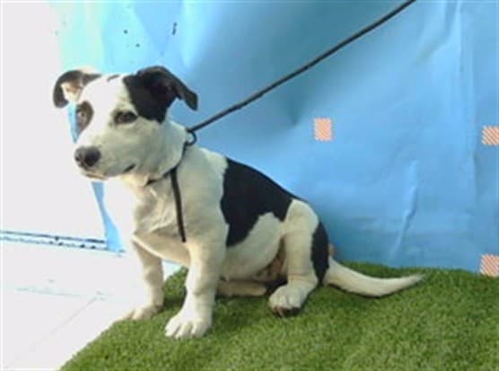 A5782325, a Pit Bull Terrier, available for adoption