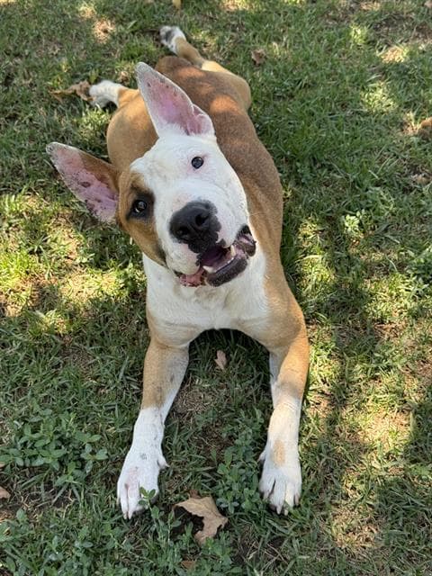 Angus Boy, a Pit Bull Terrier, available for adoption