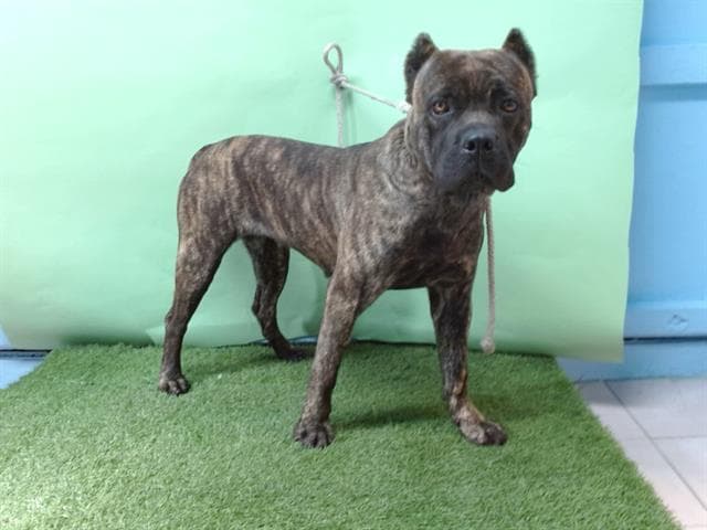 Zena, a Cane Corso Mastiff, available for adoption
