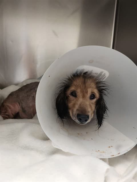 Maggie, a Dachshund, available for adoption