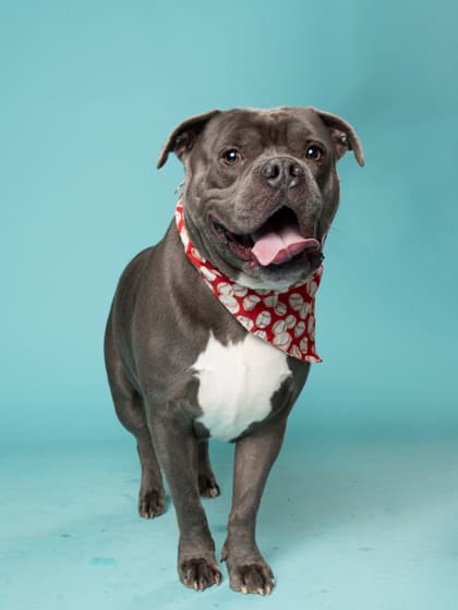 Keelan, a Pit Bull Terrier, available for adoption