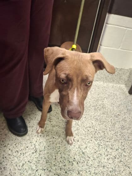 Nina4, a Terrier, available for adoption
