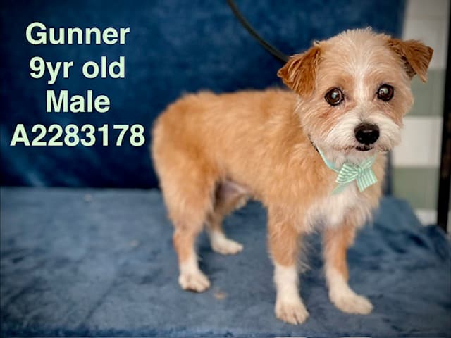 Gunner, a Norfolk Terrier, available for adoption