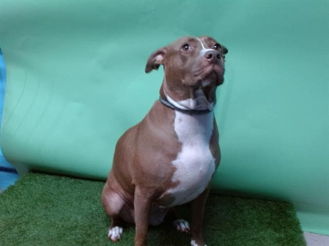 Nala, a Pit Bull Terrier, available for adoption