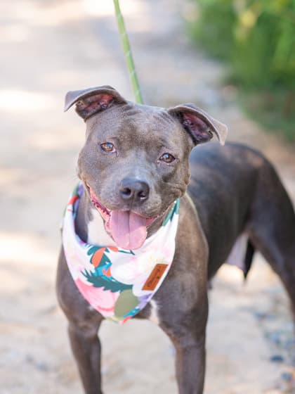 Layla Balayla5, a Terrier, available for adoption