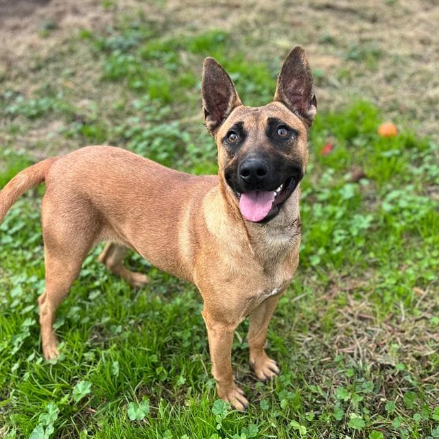 Sunny, a German Shepherd, available for adoption