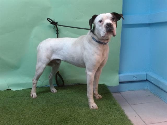 Payo, a Boxer, available for adoption