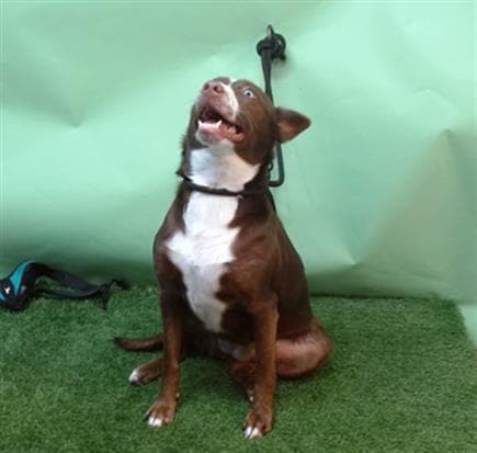 A5738279, a Terrier, available for adoption