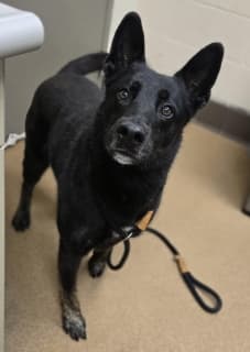Brandon, a Shepherd (mix breed), available for adoption