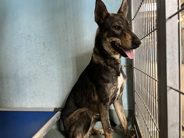 Manny, a German Shepherd, available for adoption