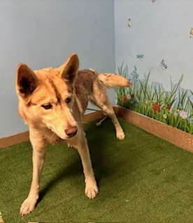 Scully, a Siberian Husky, available for adoption
