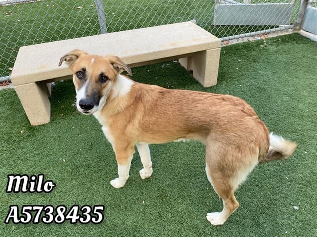 Milo, a German Shepherd, available for adoption