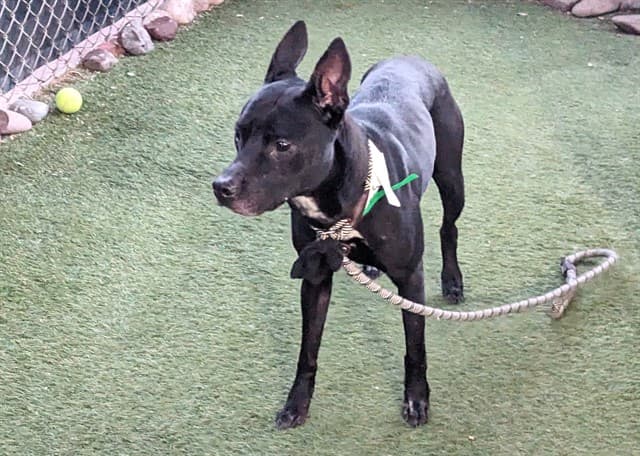 Stella, a Pit Bull Terrier (mix breed), available for adoption