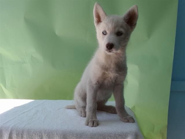 A5739574, a Siberian Husky, available for adoption