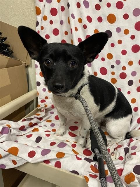 Little Man, a Chihuahua, available for adoption