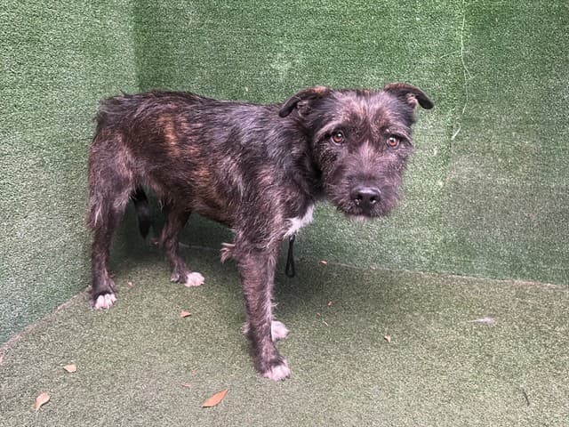 Buzz, a Terrier, available for adoption