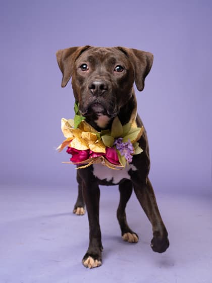 Ponzu, a Terrier, available for adoption